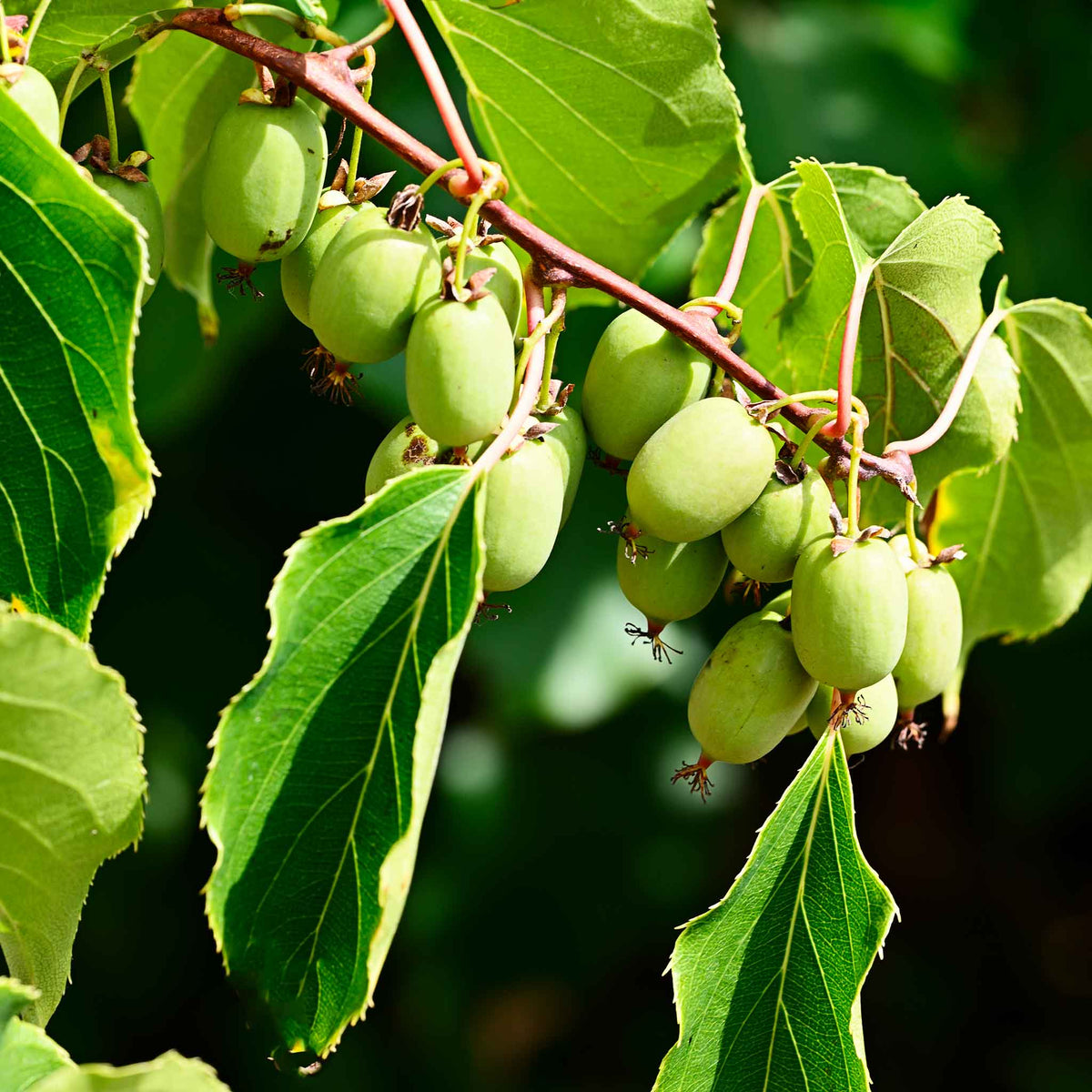 Prolific Kiwi live fruit plant