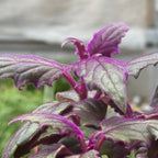 Gynura 'Purple Passion'