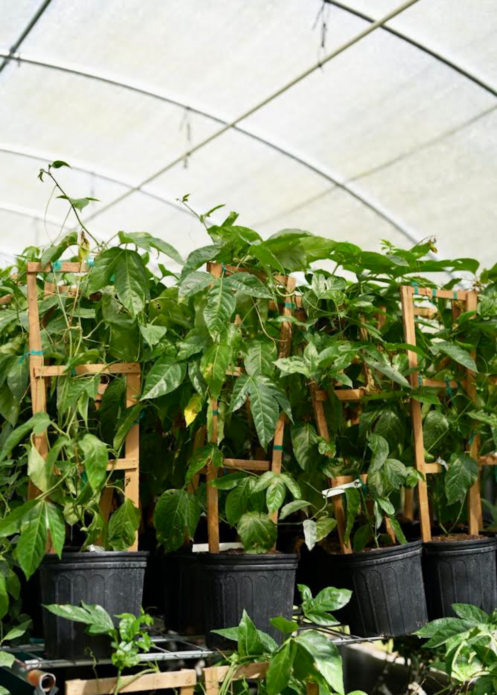 Purple Possum Passion Fruit Vine live plant - additional view 3