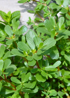 Purslane — Portulaca oleracea Live Plants