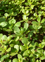 Purslane — Portulaca oleracea Live Plants