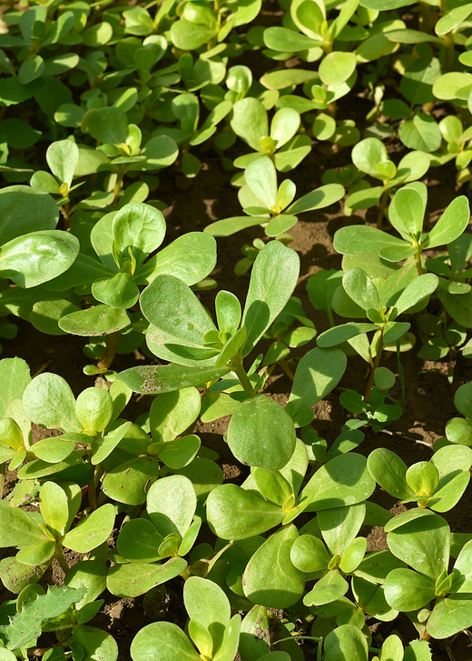 Purslane — Portulaca oleracea Live Plants