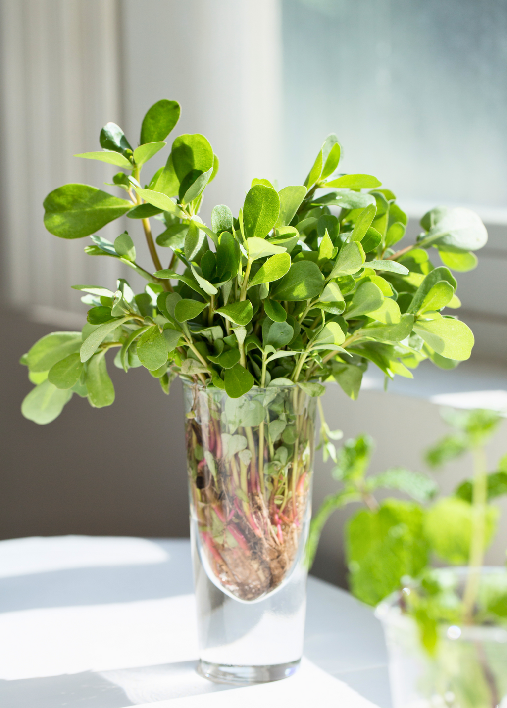 Purslane — Portulaca oleracea Live Plants