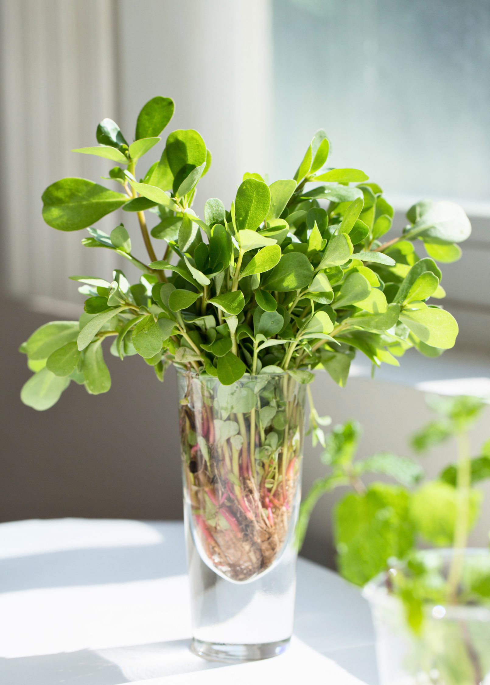 Purslane — Portulaca oleracea Live Plants