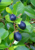 Red-tipped Cocoplum (Chrysobalanus icaco)