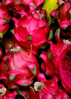 Tricia Red Dragon Fruit — Live Cactus Plant