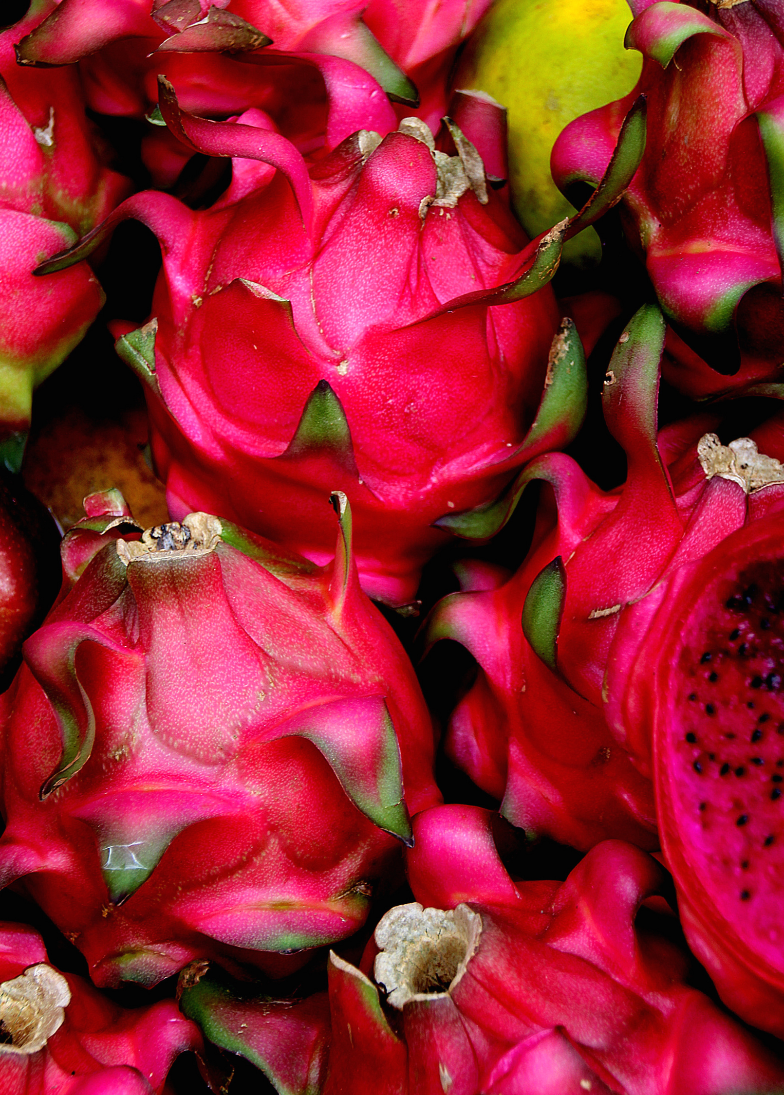 Tricia Red Dragon Fruit — Live Cactus Plant