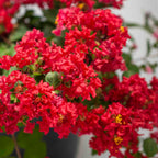 Bellini® Strawberry Crape Myrtle