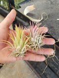 Tillandsia Ionantha Rubra air plant 10 pack sale — 10-Pack