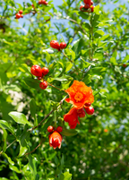 Salavatski Pomegranate Tree live plant - additional view 2