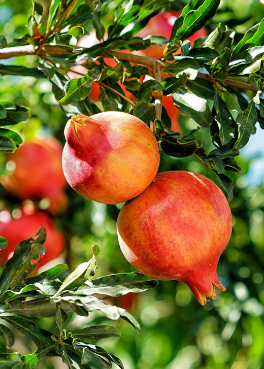 Salavatski Pomegranate Tree