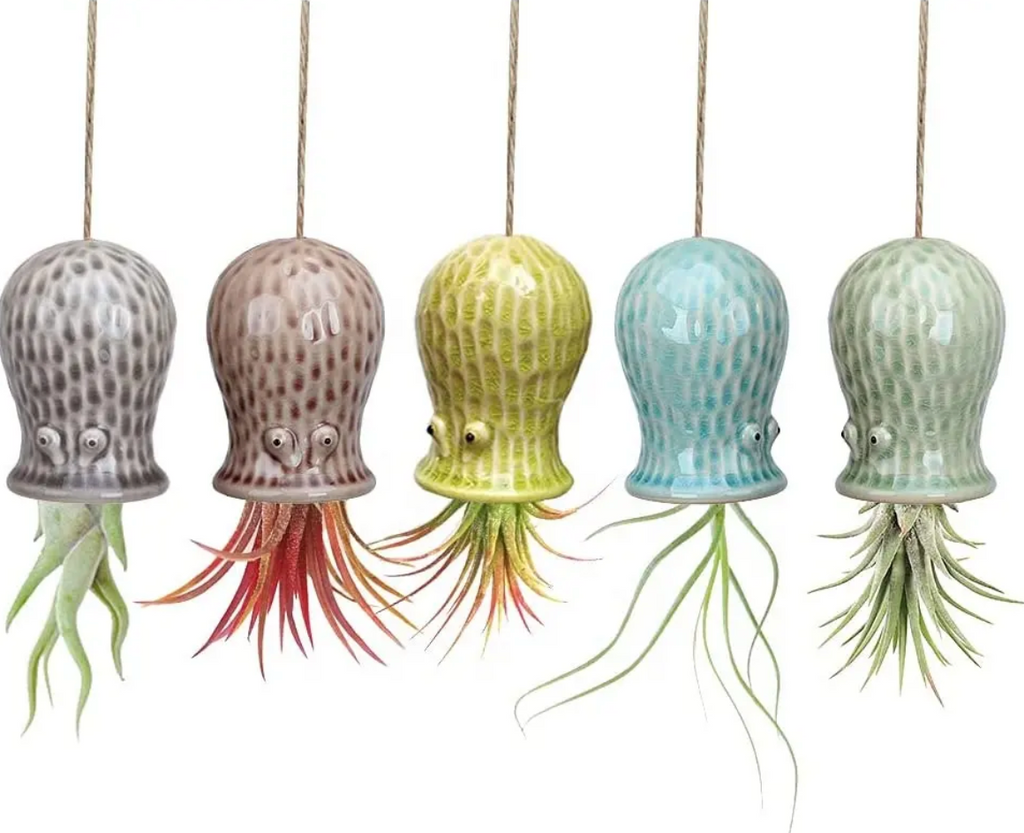 Hanging Air Plant Buddies