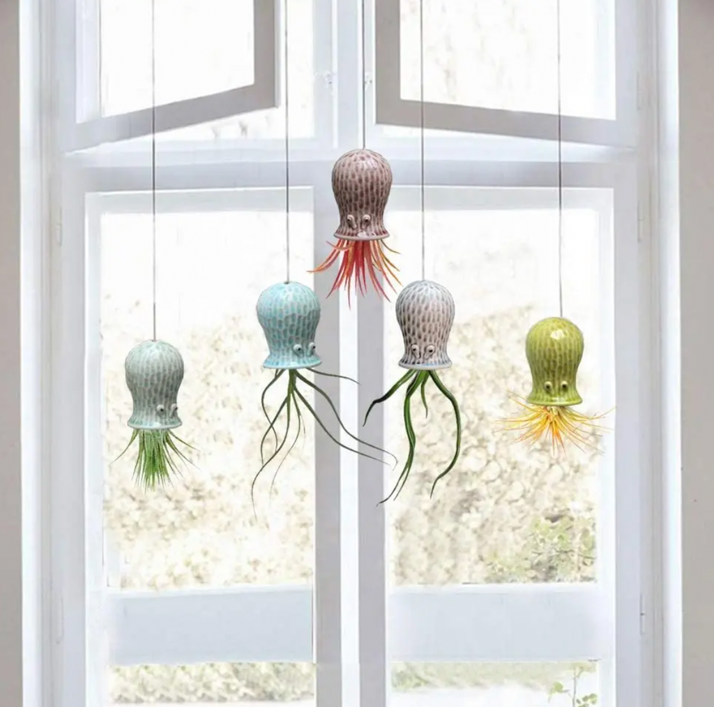 Hanging Air Plant Buddies