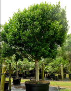 Pigeon Plum (Coccoloba diversifolia)