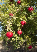 Afganski Pomegranate Tree