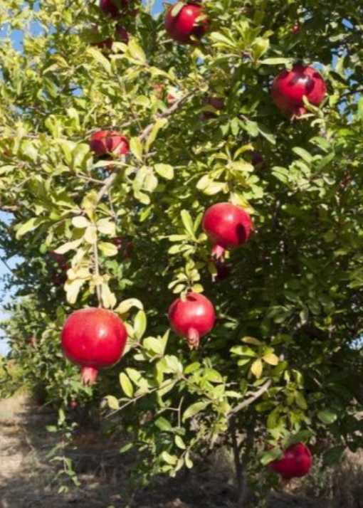 Afganski Pomegranate Tree live plant