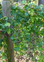Passiflora Suberosa (Corky Stem Passion Fruit)