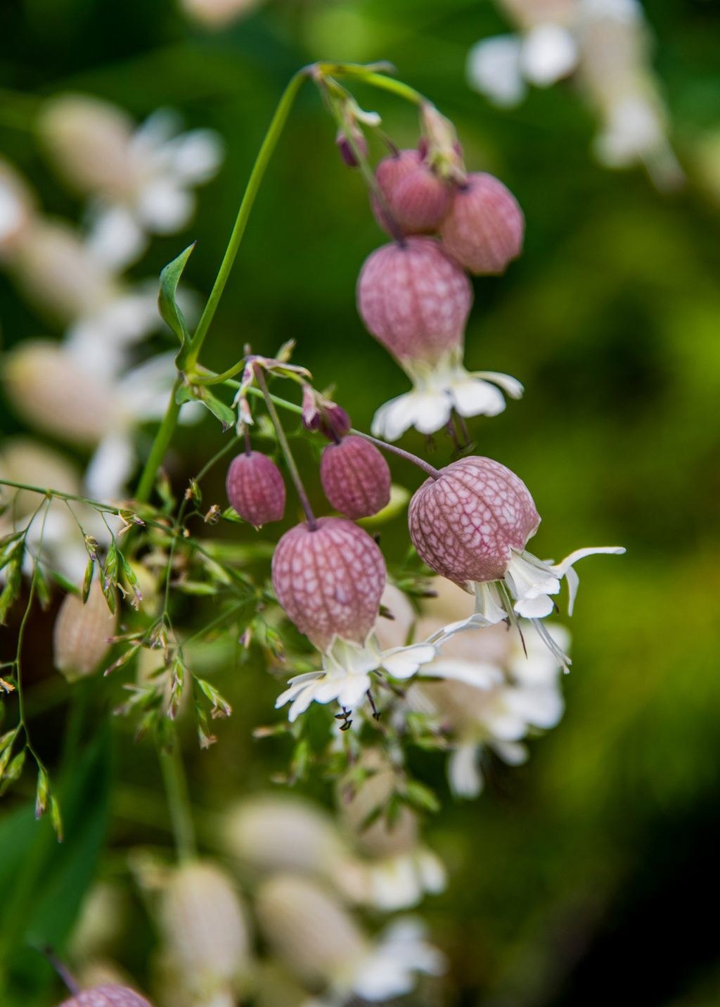 Sculpit — Stridolo Herb Plant