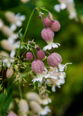 Sculpit — Stridolo Herb Plant