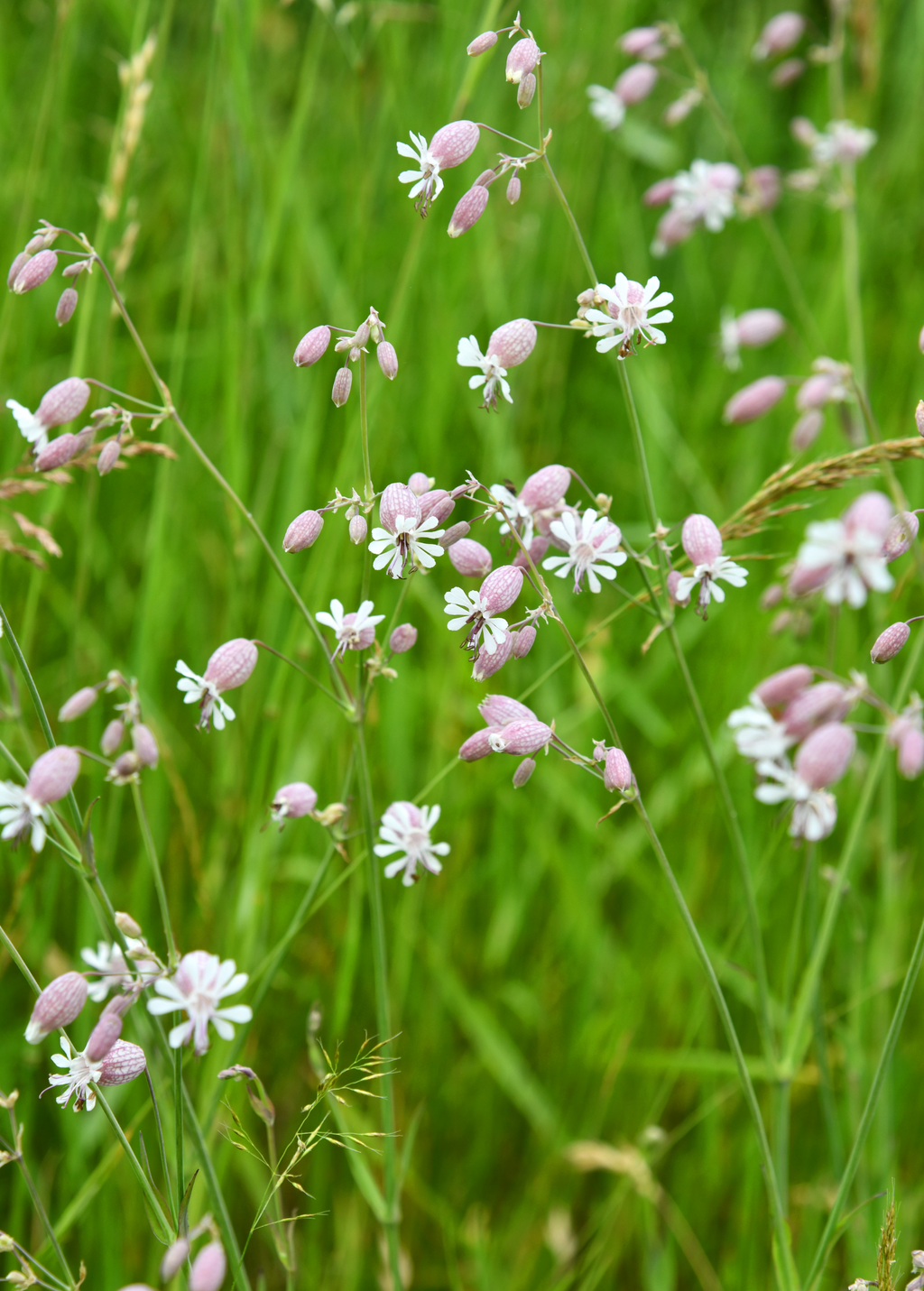 Sculpit — Stridolo Herb Plant
