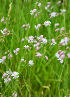 Sculpit — Stridolo Herb Plant