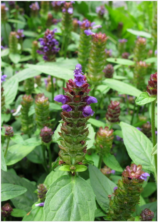 Self Heal Herb (Prunella vulgaris)