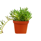 Senecio Succulent 'Fish Hooks'