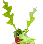 Shark Tooth Orchid Cactus