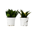 Snake Plant Variety Packs — 4-Inch Pot