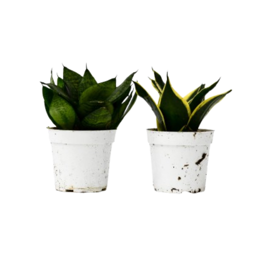Snake Plant Variety Packs — 4-Inch Pot