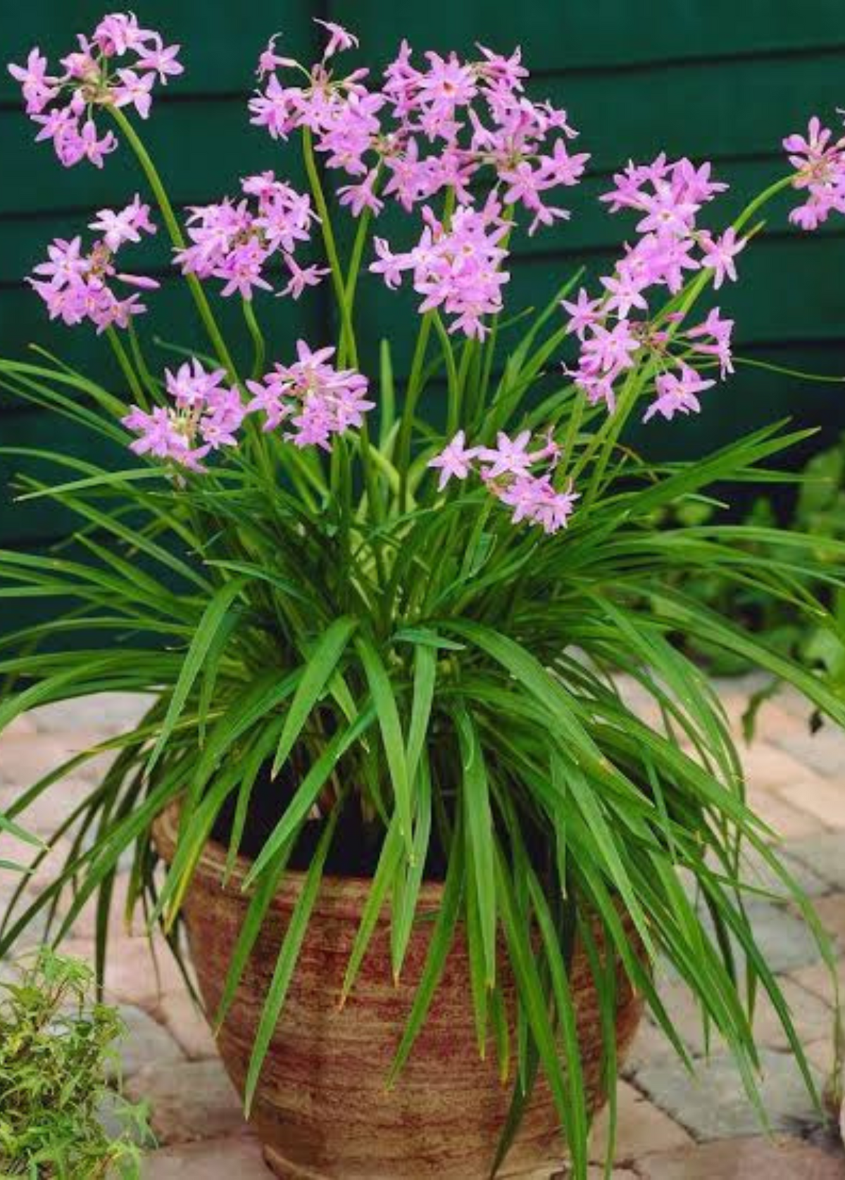 Society Garlic — Tulbaghia violacea Plant