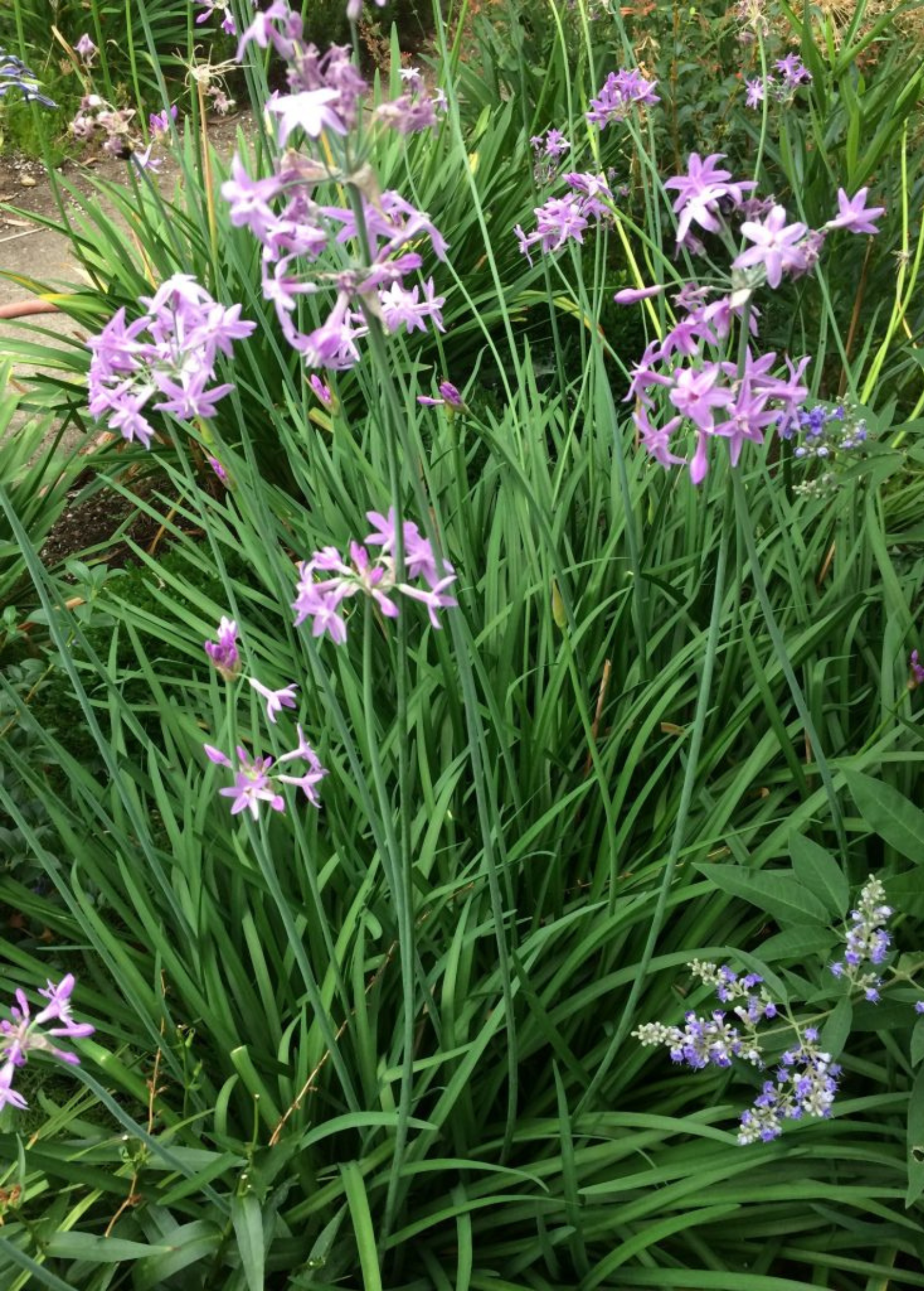 Society Garlic — Tulbaghia violacea Plant