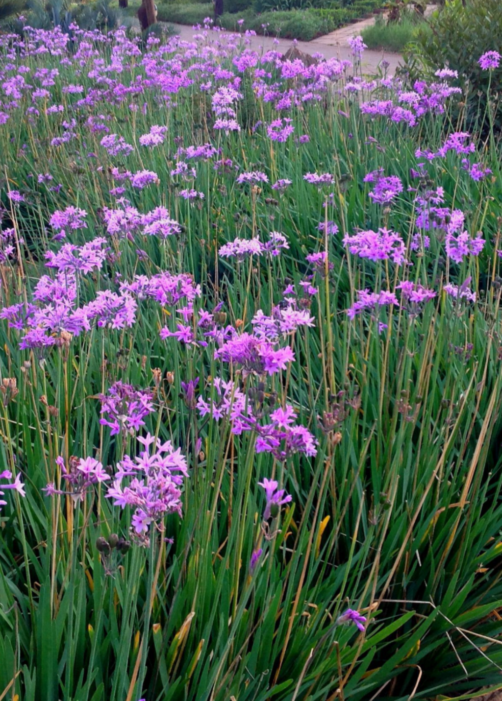 Society Garlic — Tulbaghia violacea Plant