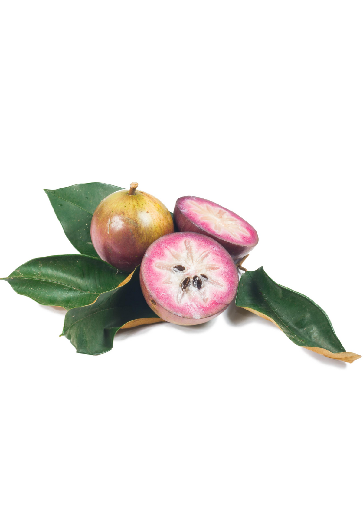 Purple Caimito — Star Apple Tree