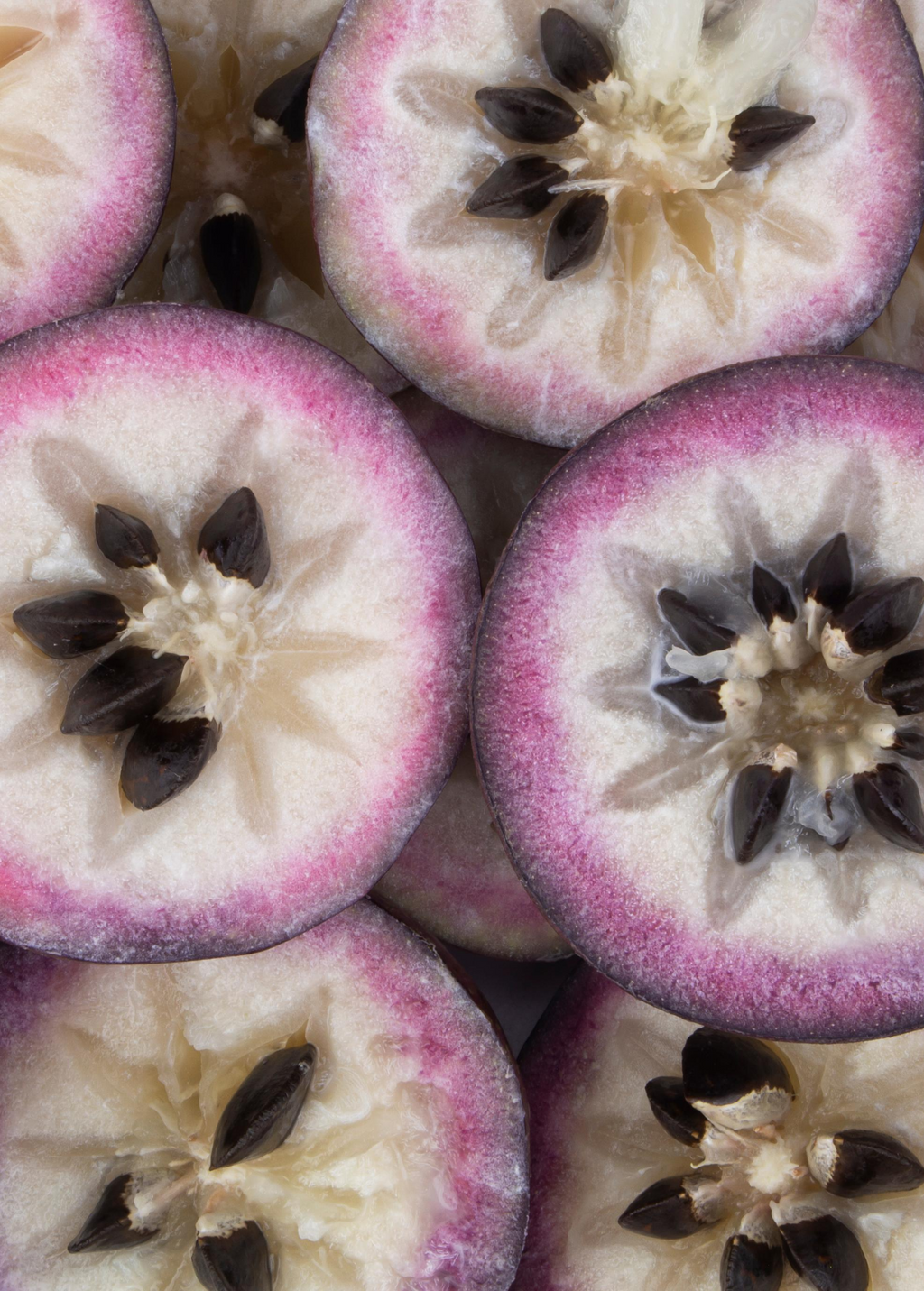 Purple Caimito — Star Apple Tree