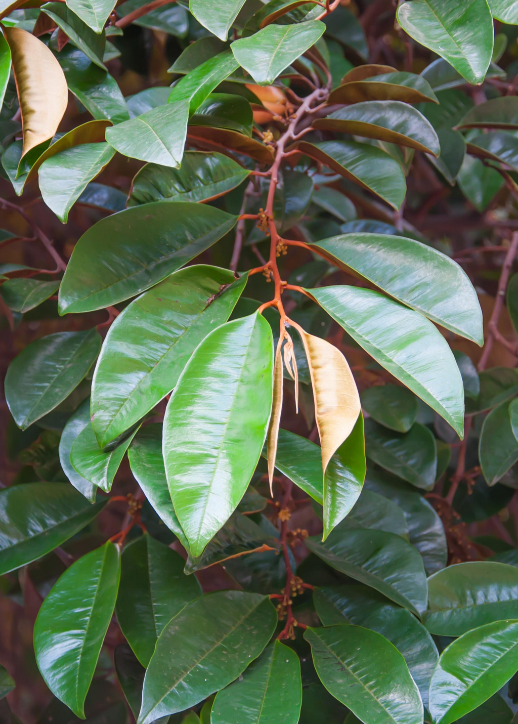 Purple Caimito — Star Apple Tree