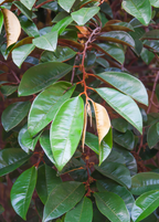 Purple Caimito — Star Apple Tree