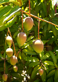 Carrie Mango Tree