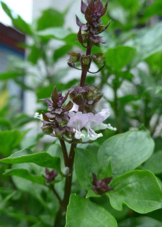 Thai Basil