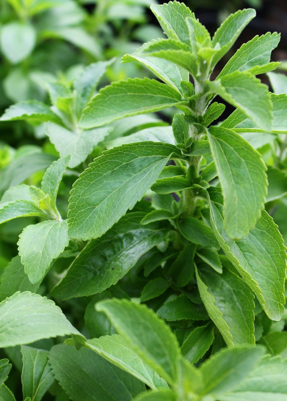Stevia foliage with green serrated leaves; growth example, not guaranteed arrival size