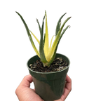 Succulent Aloe Solar Flare