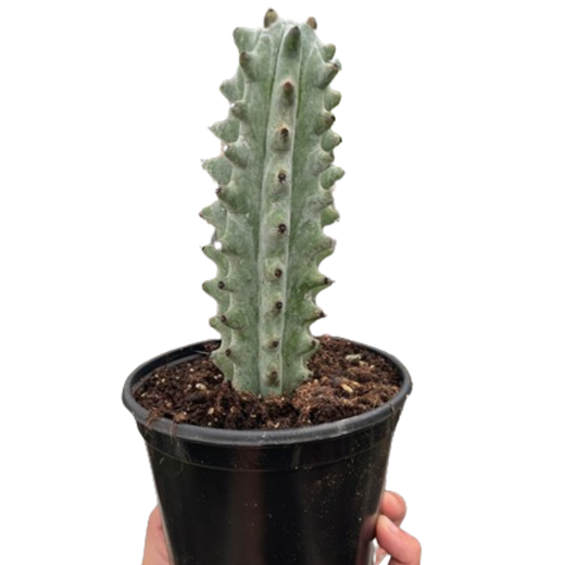 Succulent Cactus Ghost White Boobie