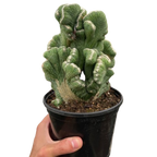 Succulent Cereus Coral Green