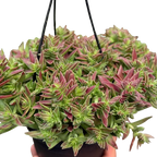 Succulent Crassula Capitella Red