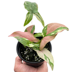 Syngonium 'Tricolor'