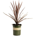 Bauer's Cordyline