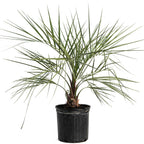Pindo Palm