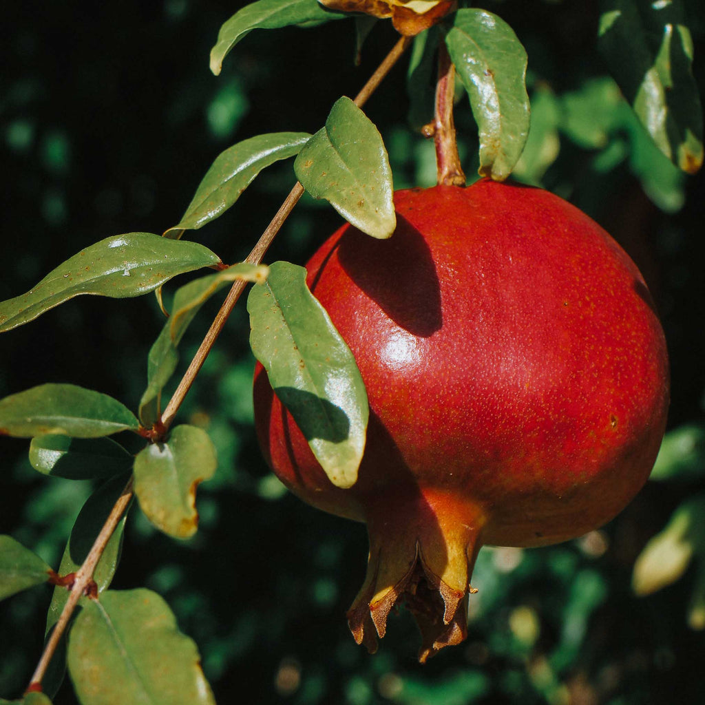 Texas Pink Pomegranate Tree — Sweet Pink Fruit live plant