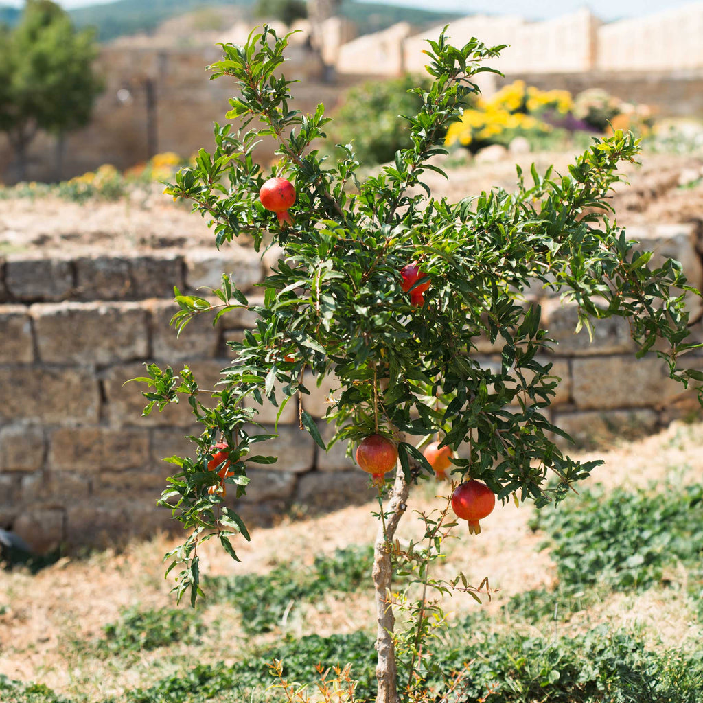 Texas Pink Pomegranate Tree — Sweet Pink Fruit live plant