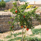 Texas Pink Pomegranate Tree — Sweet Pink Fruit live plant